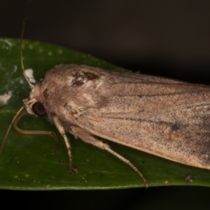 Proteuxoa (genus) at Melba, ACT - 18 Apr 2022