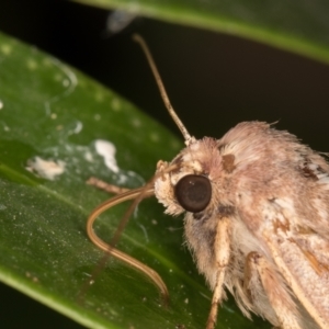 Proteuxoa (genus) at Melba, ACT - 18 Apr 2022