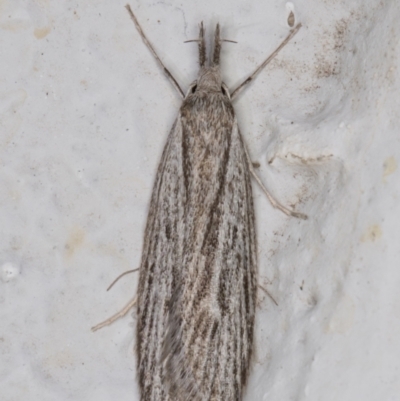 Phryganeutis cinerea (Chezala Group moth) at Melba, ACT - 18 Apr 2022 by kasiaaus