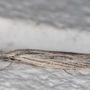 Phryganeutis cinerea at Melba, ACT - 18 Apr 2022