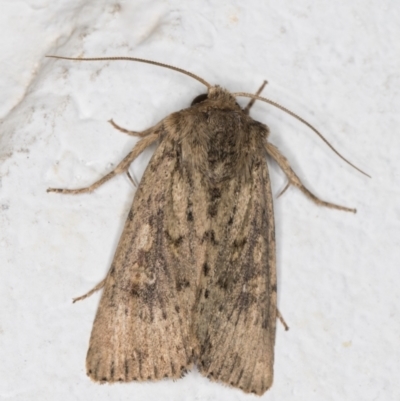 Diarsia intermixta (Chevron Cutworm, Orange Peel Moth.) at Melba, ACT - 18 Apr 2022 by kasiaaus