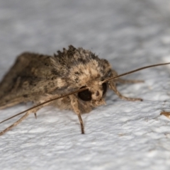 Diarsia intermixta at Melba, ACT - 18 Apr 2022 10:34 PM