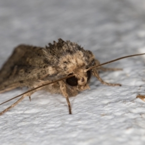 Diarsia intermixta at Melba, ACT - 18 Apr 2022 10:34 PM