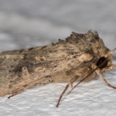 Diarsia intermixta at Melba, ACT - 18 Apr 2022 10:34 PM