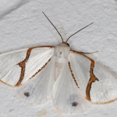 Thalaina selenaea (Orange-rimmed Satin Moth) at Melba, ACT - 18 Apr 2022 by kasiaaus