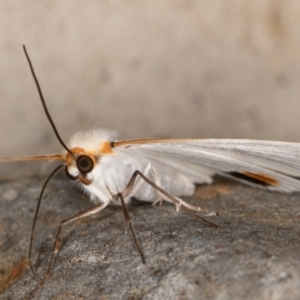 Thalaina selenaea at Melba, ACT - 18 Apr 2022