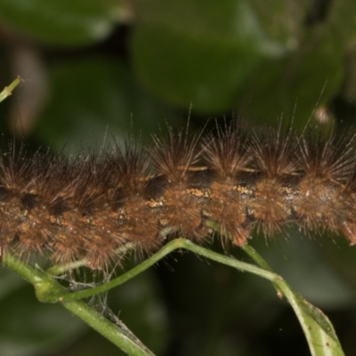 Ardices (genus) (Tiger moth (formerly Spilosoma)) at Melba, ACT - 18 Apr 2022 by kasiaaus