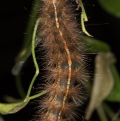 Ardices (genus) at Melba, ACT - 18 Apr 2022