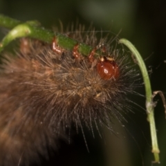 Ardices (genus) at Melba, ACT - 18 Apr 2022