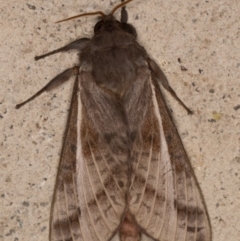 Oxycanus dirempta (Variable Oxycanus) at Melba, ACT - 19 Apr 2022 by kasiaaus