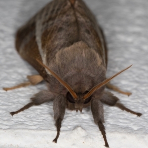 Oxycanus australis at Melba, ACT - 19 Apr 2022