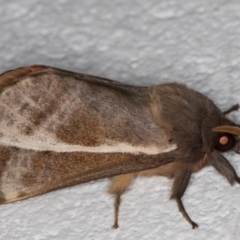 Oxycanus australis at Melba, ACT - 19 Apr 2022 11:50 PM