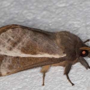 Oxycanus australis at Melba, ACT - 19 Apr 2022 11:50 PM