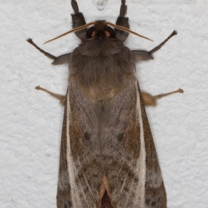 Oxycanus australis at Melba, ACT - 19 Apr 2022