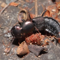 Staphylinidae (family) (Rove beetle) at ANBG - 1 May 2022 by TimL