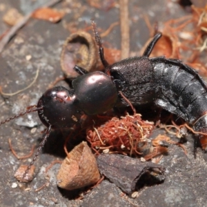 Staphylinidae (family) at Acton, ACT - 1 May 2022