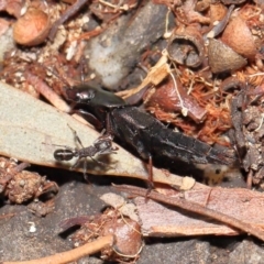 Staphylinidae (family) at Acton, ACT - 1 May 2022 10:27 AM