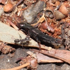 Staphylinidae (family) at Acton, ACT - 1 May 2022
