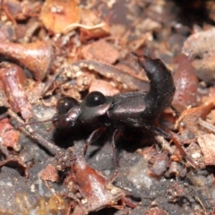 Staphylinidae (family) at Acton, ACT - 1 May 2022 10:27 AM