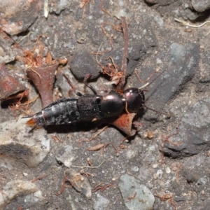 Staphylinidae (family) at Acton, ACT - 1 May 2022