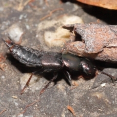 Staphylinidae (family) at Acton, ACT - 1 May 2022 10:27 AM