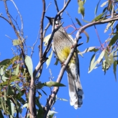 Anthochaera carunculata (Red Wattlebird) at Chiltern-Mt Pilot National Park - 2 May 2022 by KylieWaldon