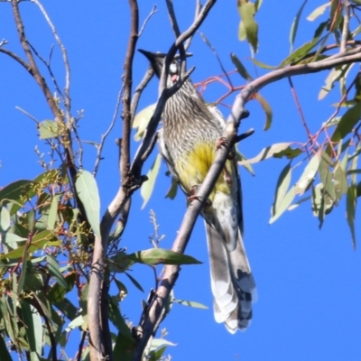 Anthochaera carunculata (Red Wattlebird) at Indigo Valley, VIC - 1 May 2022 by KylieWaldon