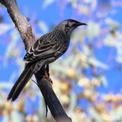 Anthochaera carunculata at Indigo Valley, VIC - 2 May 2022