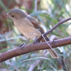 Pachycephala pectoralis (Golden Whistler) at Indigo Valley, VIC - 2 May 2022 by KylieWaldon