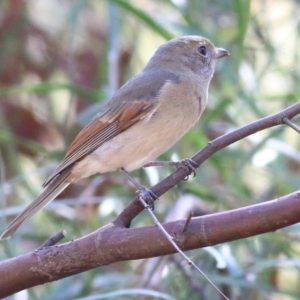 Pachycephala pectoralis at Indigo Valley, VIC - 2 May 2022 10:10 AM