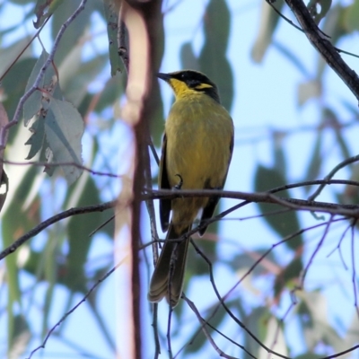 Lichenostomus melanops (Yellow-tufted Honeyeater) at Indigo Valley, VIC - 2 May 2022 by KylieWaldon