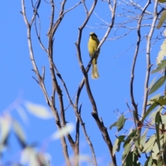 Lichenostomus melanops at Indigo Valley, VIC - 2 May 2022 09:23 AM