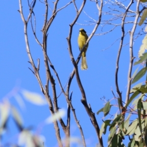 Lichenostomus melanops at Indigo Valley, VIC - 2 May 2022