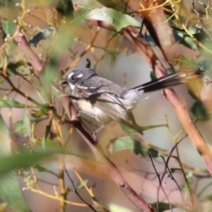 Rhipidura albiscapa at Indigo Valley, VIC - 2 May 2022