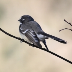 Rhipidura albiscapa at Indigo Valley, VIC - 2 May 2022