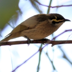 Caligavis chrysops (Yellow-faced Honeyeater) at Chiltern-Mt Pilot National Park - 2 May 2022 by KylieWaldon