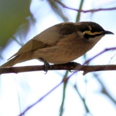 Caligavis chrysops (Yellow-faced Honeyeater) at Indigo Valley, VIC - 2 May 2022 by KylieWaldon