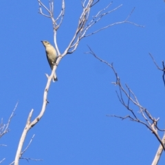 Ptilotula fusca (Fuscous Honeyeater) at Chiltern-Mt Pilot National Park - 1 May 2022 by KylieWaldon