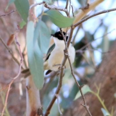 Melithreptus lunatus (White-naped Honeyeater) at Chiltern-Mt Pilot National Park - 2 May 2022 by KylieWaldon