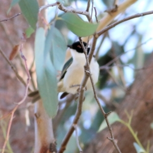 Melithreptus lunatus (White-naped Honeyeater) at Indigo Valley, VIC by KylieWaldon