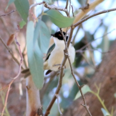 Melithreptus lunatus (White-naped Honeyeater) at Indigo Valley, VIC - 2 May 2022 by KylieWaldon