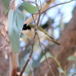 Melithreptus lunatus at Indigo Valley, VIC - 2 May 2022 10:30 AM