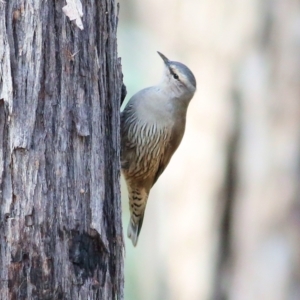 Climacteris picumnus (Brown Treecreeper) at Chiltern, VIC by KylieWaldon