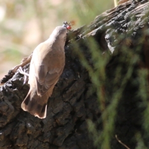 Climacteris picumnus at Chiltern, VIC - 2 May 2022