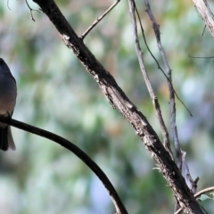 Colluricincla harmonica (Grey Shrikethrush) at Chiltern-Mt Pilot National Park - 2 May 2022 by KylieWaldon