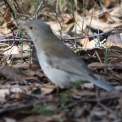 Colluricincla harmonica at Chiltern, VIC - 2 May 2022