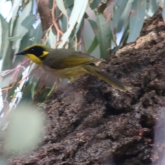 Lichenostomus melanops (Yellow-tufted Honeyeater) at Chiltern, VIC - 2 May 2022 by KylieWaldon