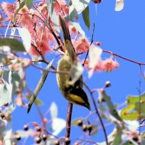 Lichenostomus melanops at Chiltern, VIC - 2 May 2022