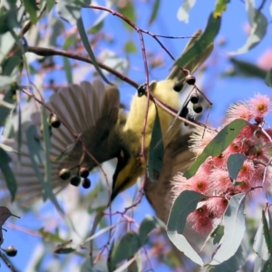 Lichenostomus melanops at Chiltern, VIC - 2 May 2022