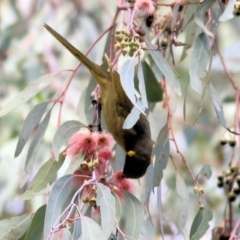 Lichenostomus melanops at Chiltern, VIC - 2 May 2022 11:11 AM